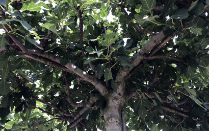 ficus carica (forma tetto)